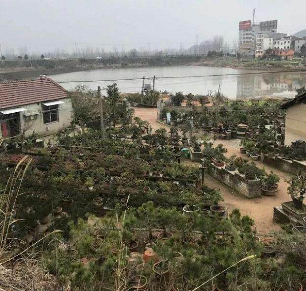 枞阳毛武远盆景—2018枞阳盆景展销会系列介绍