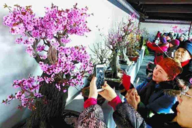 颐和园梅花蜡梅盆景迎春文化展开幕