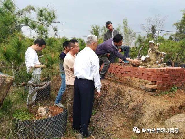 岭南盆景网梅州农居盆景联络站网友乐聚