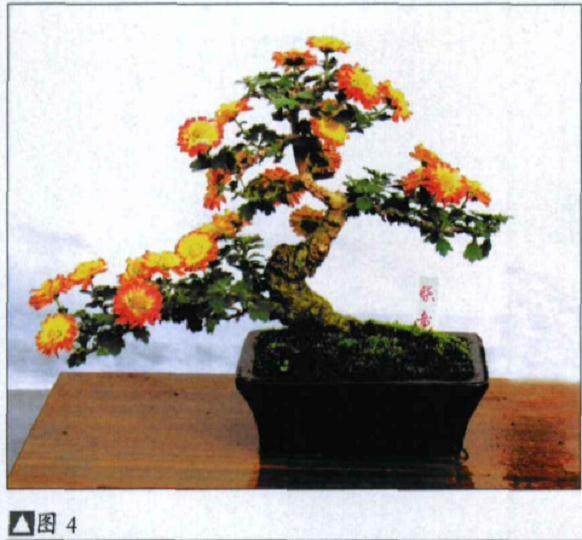 日本小菊盆景的制作方法