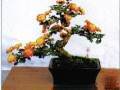 日本小菊盆景怎么制作的方法 图片