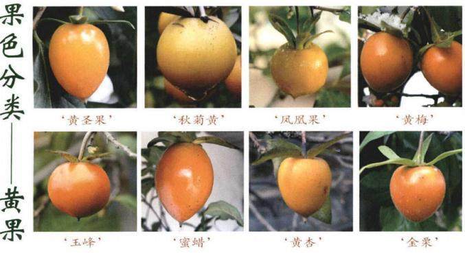 老鸦柿盆景的果形分类与命名