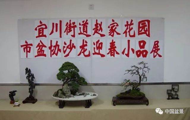 上海盆协沙龙迎春盆景展作品欣赏