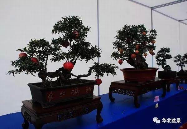 2012第八届中国盆景展览会日前在陕西省安康市结束