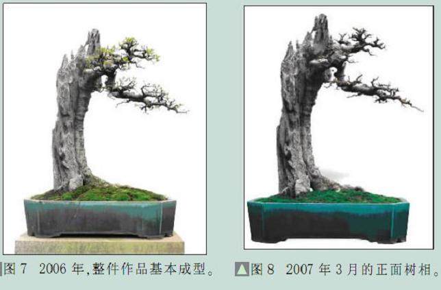 图解 韩学年演示附石盆景的制作过程