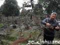 安龙镇上 一位老盆景技师在修剪海棠盆景
