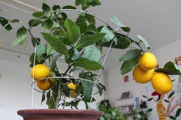 如何挽救这盆不断落叶的盆景柠檬？