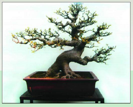 黄就伟盆景艺术于2005年获粤港澳台盆景艺术汇展金奖
