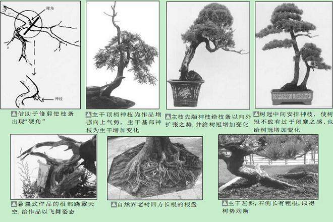 如何用神枝来增强了盆景树木的气势？