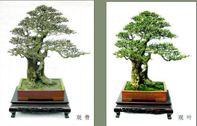 看钟祥市花木盆景协会副秘书长王道元的代表作品