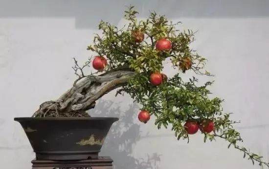 石榴盆景保花护果的四种方法
