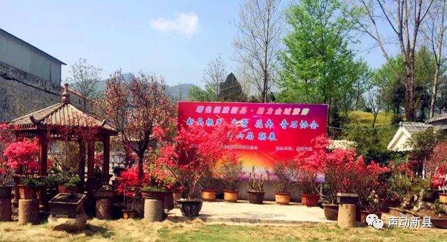 新县根雕盆景花卉奇石协会第六届联展公告