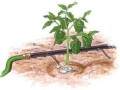 盆景灌溉节水喷淋系统自动化装置研究
