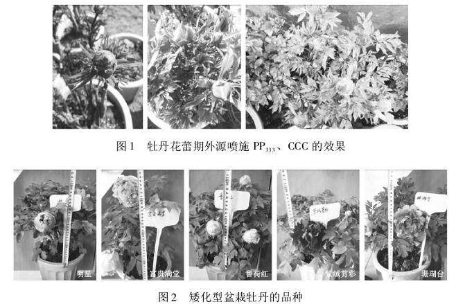 矮化型盆栽牡丹品种筛选及生产技术