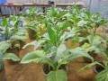 不同灌水处理对盆栽烤烟生长影响的试验研究