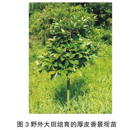 景观树种厚皮香盆栽技术