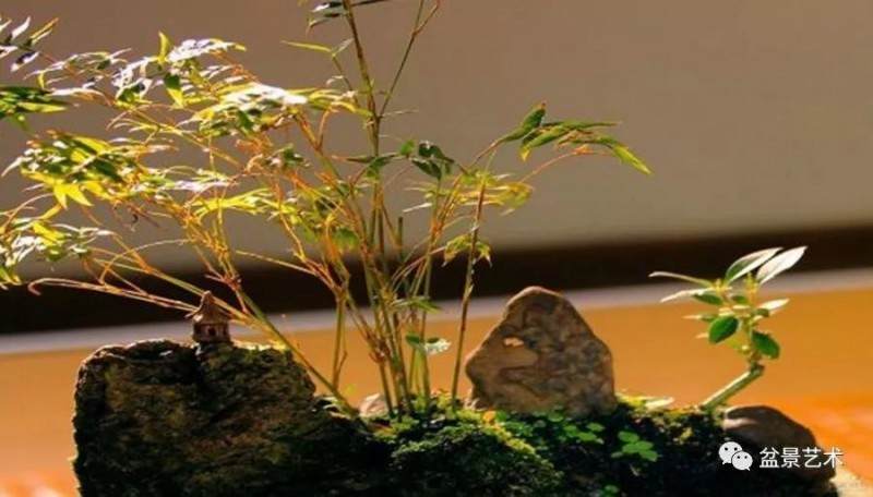 紫竹盆景怎样移栽制作的方法 图片