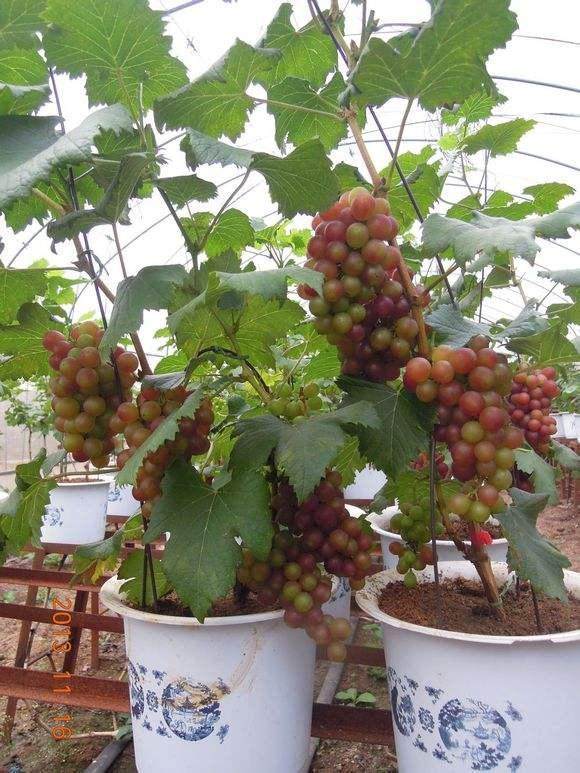 葡萄盆景的栽培管理技术