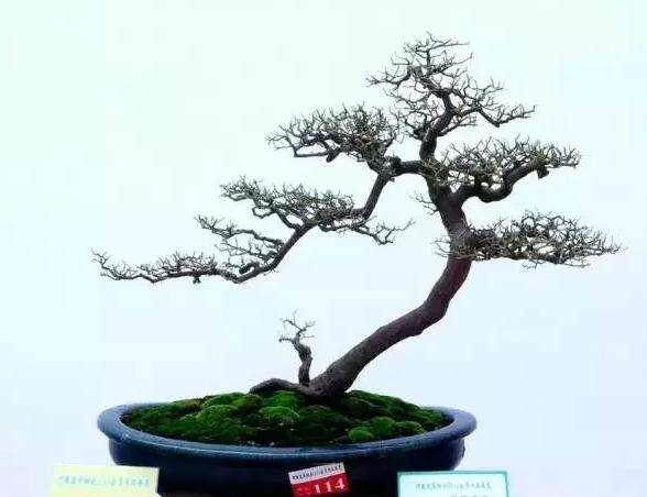 胡庆魁海南乡土树种盆景展在海南省书画院举行