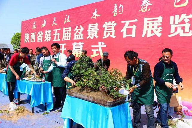陕西省第五届盆景赏石花卉展览会今日在天汉长街开幕