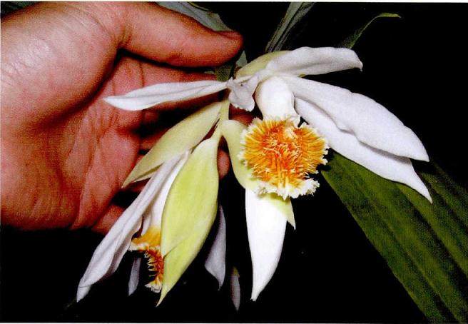美丽鹤顶兰产自非洲马达加斯加地区 假鳞茎圆锥形