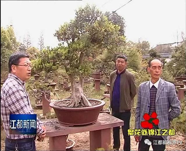 曹王林园场打造扬派艺术盆景献礼花卉节