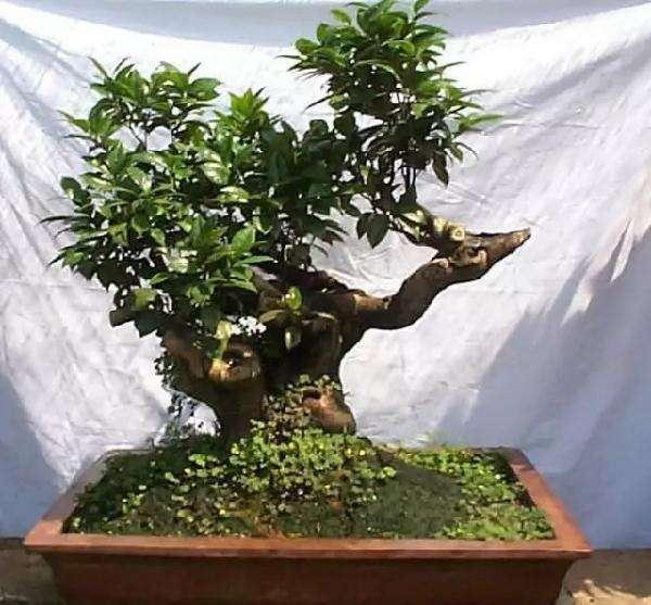 茶树在盆景艺术中的应用研究