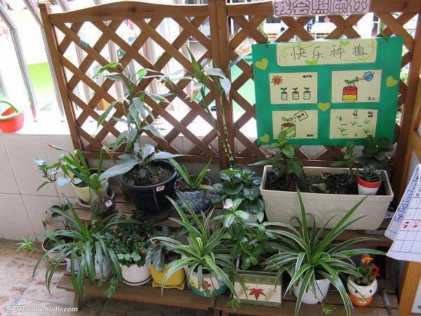 很多幼儿园只有几盆观赏性植物 更像是一个小型的盆景园