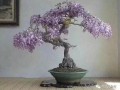 紫藤老桩盆景的花瀑奇观是怎么养的