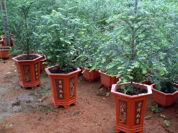 红豆杉盆景室内养护方法