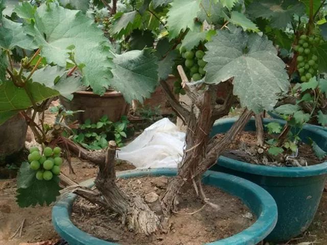 葡萄盆栽矮化修剪方法图片