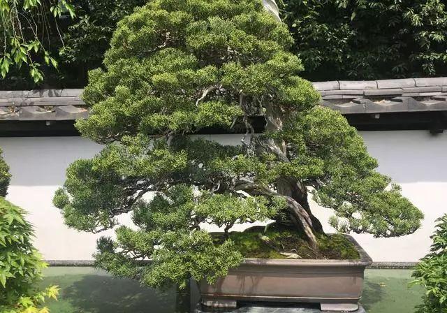 日本的“千代之松”被誉为盆景之王