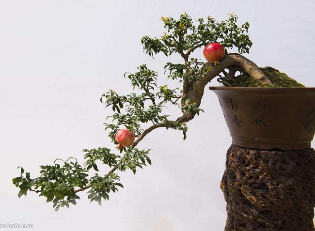 石榴树盆栽种植方法图片