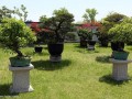 根据盆景园建设的实际情况 合理采取新技术