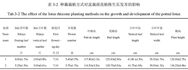 栽植方式对盆栽荷花植株生长发育的影响