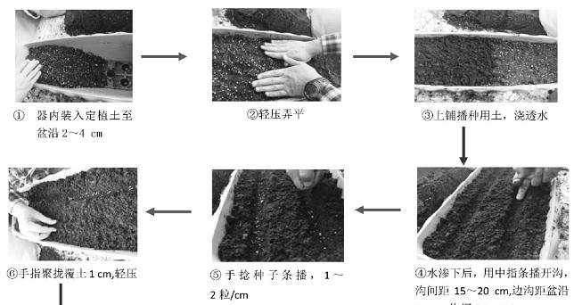北京地区阳台盆栽茼蒿家庭养护技术
