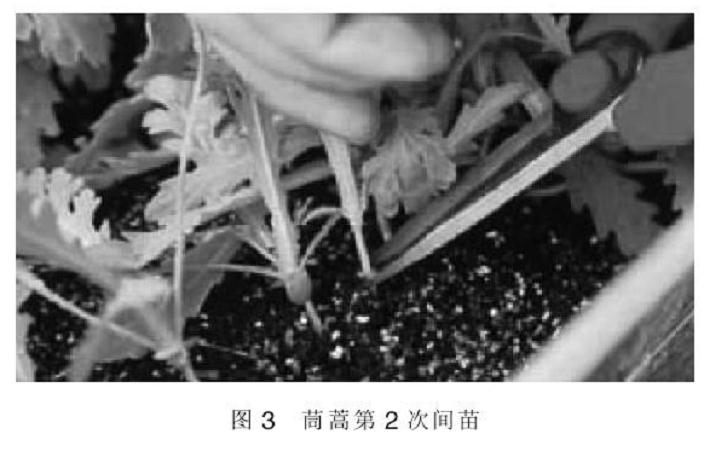 北京地区阳台盆栽茼蒿家庭养护技术