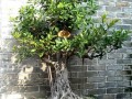 中国榕树盆景之乡之称的漳浦县