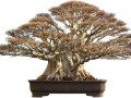 小型的榕树盆景价格300至400元
