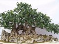 2018年忻城县盆景精品展于4月28日举行