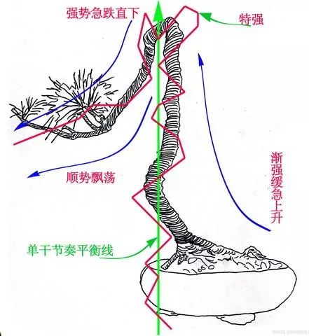 图解 文人树盆景怎么制作的过程