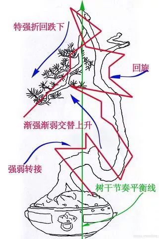 图解 文人树盆景怎么制作的过程
