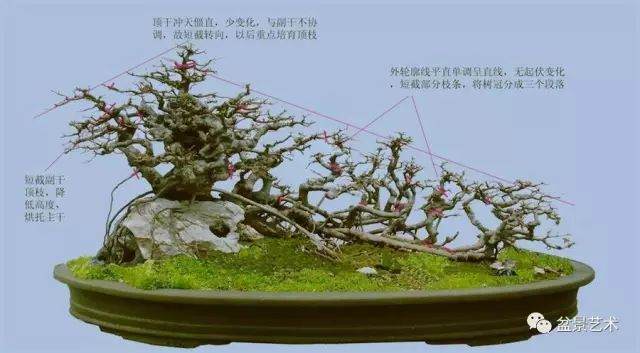 图解 10年制作三角枫盆景的过程