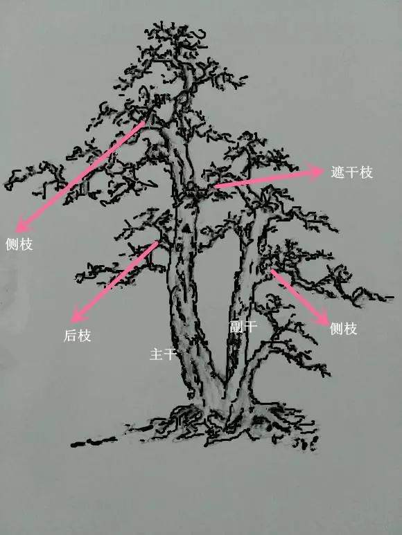 盆景初入门：树桩盆景观赏面的确定和枝的布局原则