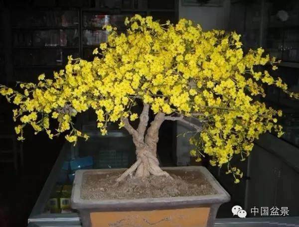 云南黄素馨盆景的修剪造型和养护