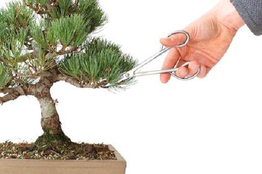 修剪 -- 剪掉多余的树枝 来塑造你的盆景