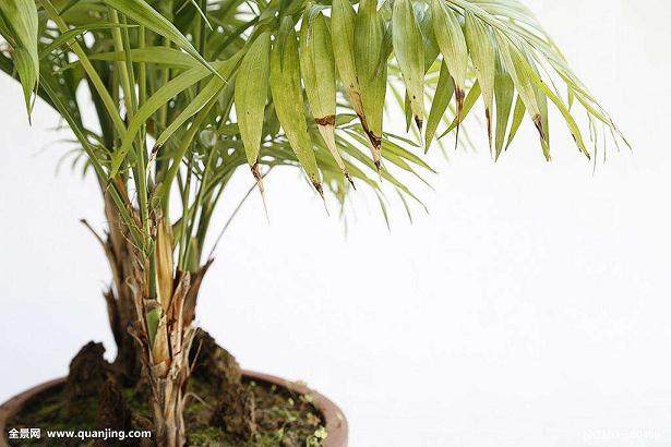 根茎竹盆景制作与养护