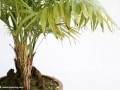 根茎竹盆景发芽怎么制作养护的4个方法