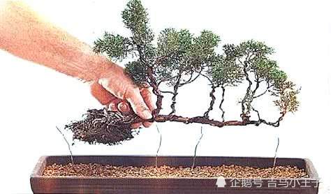图解 丛林式盆景怎么生根制作的方法