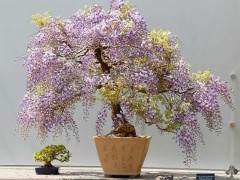 紫藤盆景树怎么养护的指南